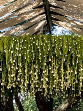 Meet your Posher, Ana